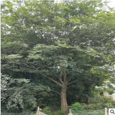 供應20公分30公分35公分樸樹 湖南原冠樸樹成活率好 價格實惠