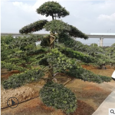 基地批發10-12-15等各種規格羅漢松樹，各種異型造型羅漢松樹樁。