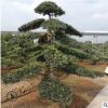 基地批發10-12-15等各種規格羅漢松樹，各種異型造型羅漢松樹樁。