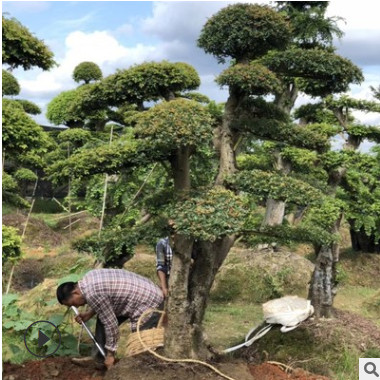 直銷 造型榆樹樁古樁 湖南20公分30公分35公分造型榆樹價格