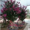 求購紫薇樹 20公分紫薇樹價格 湖南紫薇供貨商 紫薇樁景批發