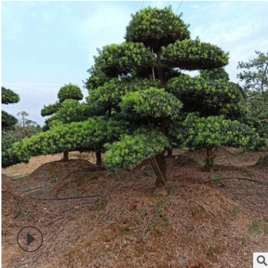 大量供應湖南羅漢松盆景產地直銷 價格實在 造型羅漢松美觀大方