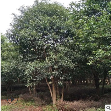 基地直銷 杜英樹 多桿杜英 綠化工程苗木綠化行道樹成耐陰