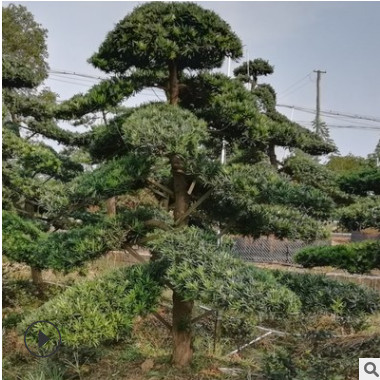 批發精品造型羅漢松 10cm至15cm羅漢松造型樹樁 價格實惠