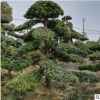批發精品造型羅漢松 10cm至15cm羅漢松造型樹樁 價格實惠