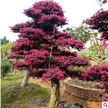 批發地徑12-13-14-15公分造型紅繼木樁 造型紅花繼木價格優惠