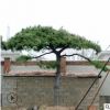 造型景觀松樹形優(yōu)美價格優(yōu)惠常年出售景觀松園林防護造型景觀松