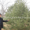 豐源苗圃長期供應的各種規格 白皮松