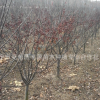 濟寧嵫陽苗圃500畝低價供應各種規格優質 紅葉碧桃