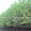 豐源法桐基地批量供應優質法桐