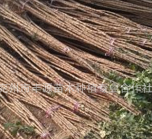 批量供應優質 黃山欒1-15cm