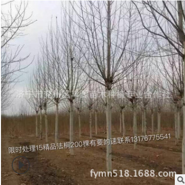 濟寧嵫陽法桐基地直銷速生法桐樹 各類型綠化苗木