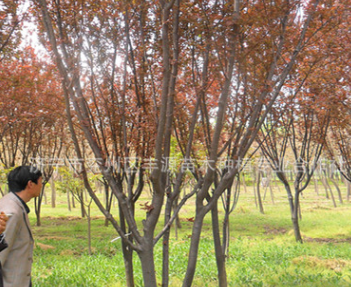 大量低價供應優質3-18cm紫葉李工程用苗風景樹濕地綠化