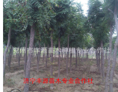 低價供應優質1-12cm 欒樹