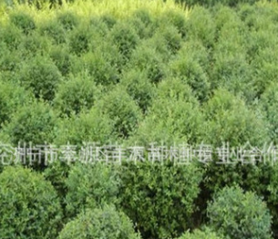 大量批發優質40-80cm大葉黃楊工程用苗行道樹濕地綠化