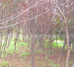 濟寧豐源苗木基地500畝現選現挖低價供應各種規格優質 紫葉李