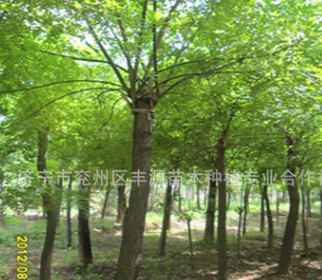 豐源苗木基地供應黃金槐 國槐 金枝槐5-15公分等樹苗