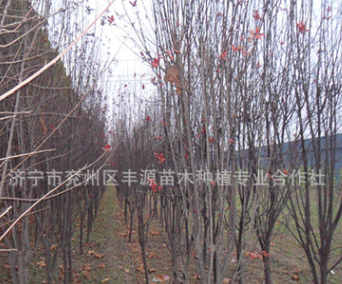 豐源苗木合作社供應優質 紫葉李 規格全 價格低