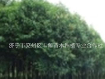 廠家大量批發速成大葉女貞大葉女貞小苗行道樹