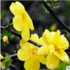 基地出售迎春花 優質迎春苗 綠化工程苗 灌叢批發 量大優惠