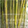 竹類基地 金鑲玉竹苗批發 量大優惠 庭院植物 苗木 綠化竹苗植物