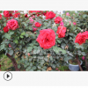 基地直銷 切花玫瑰月季苗 大花月季苗 藤本月季種苗庭院盆栽花卉
