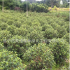 普寧巴西野牡丹產(chǎn)地，揭陽巴西野牡丹基地，海量批發(fā)。價格優(yōu)勢。