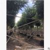 廣東房地產貨源。揭陽藍花楹基地。普寧直銷價格。市政工程。園林