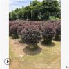 廣東亭院藻類。揭陽實球類。紅花繼木球。紅繼木景區設計?；嘏?></a></div>
<a href=