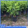 揭陽基地庫存供應大紅花袋苗。熱銷產品。花海公園擺設。園林設計