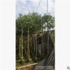 鄉村綠化，普寧基地火焰木5至6分袋苗價格。價格便宜。開花漂亮