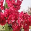 供應庭院觀花植物 紫葉碧桃小苗 園林綠化風景樹 規格齊全