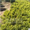 灑金柏工程綠化苗木 灑金柏球 灑金柏小苗