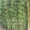 竹類基地 金鑲玉竹苗批發 量大優惠 庭院植物 金鑲玉竹苗價格