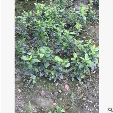 批發優質綠化苗木 梔子花 大梔子花苗 梔子花球