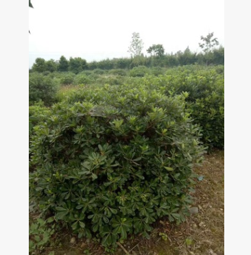 批發優質苗木 出售海桐 海桐球 寶珠香球