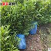 批發安吉奶白茶苗 1年2年生茶樹苗園藝綠化苗 正宗茶苗原產地生產
