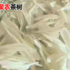 生產批發級白苗茶葉苗 黃金芽茶葉樹苗 龍井碧螺春南方種植茶樹苗