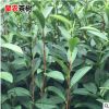 浙農117茶苗茶樹 南方種植龍井苗早茶苗 觀音綠茶龍井茶葉樹苗
