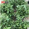 金鑲玉茶苗浙農117茶苗 浙農113茶苗御金香茶苗 龍井茶苗生產批發