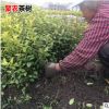 紅茶特級花香中黃1號金駿眉茶苗 白茶綠茶龍井茶葉苗茶苗基地批發