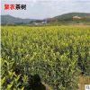 烏牛早南方種植茶葉苗 一年生濃香型茶葉苗 黃金芽龍井茶樹苗批發(fā)