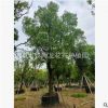 福建全冠香樟30-35公分 全冠香樟移植 福建袋裝香樟基地直銷批發