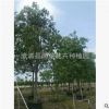 福建菩提榕廠家直銷批發供應喬木 行道庭院園林綠化景觀工程苗木