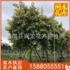 富貴榕基地直銷 富貴榕批發(fā) 風(fēng)景樹行道樹 量大從優(yōu)