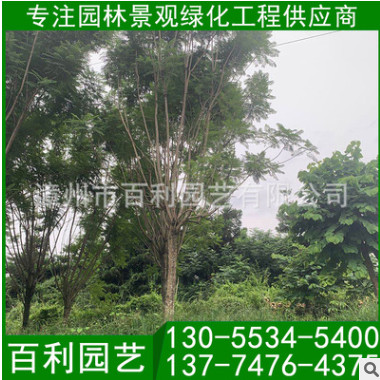 藍花楹價格 藍花楹地苗 藍花楹移植苗 承接綠化工程