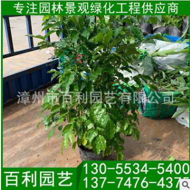 綠寶盆栽 幸福樹盆景 福建基地直銷 各種規格供應