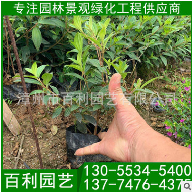 綠寶袋苗 精品綠寶小苗 庭院別墅小區園林綠化苗木
