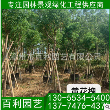 黃花槐容器苗 黃花槐價格 漳州基地批發 庭院工程供應