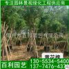 黃花槐容器苗 黃花槐價格 漳州基地批發 庭院工程供應